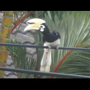 Diesen männlichen Orienthornvogel beobachteten wir vom Fenster unserer Unterkunft
